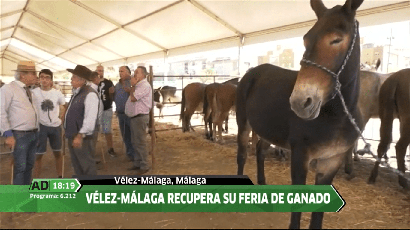 Vídeo Vélez Málaga recupera su Feria de Ganado en Andalucía Directo