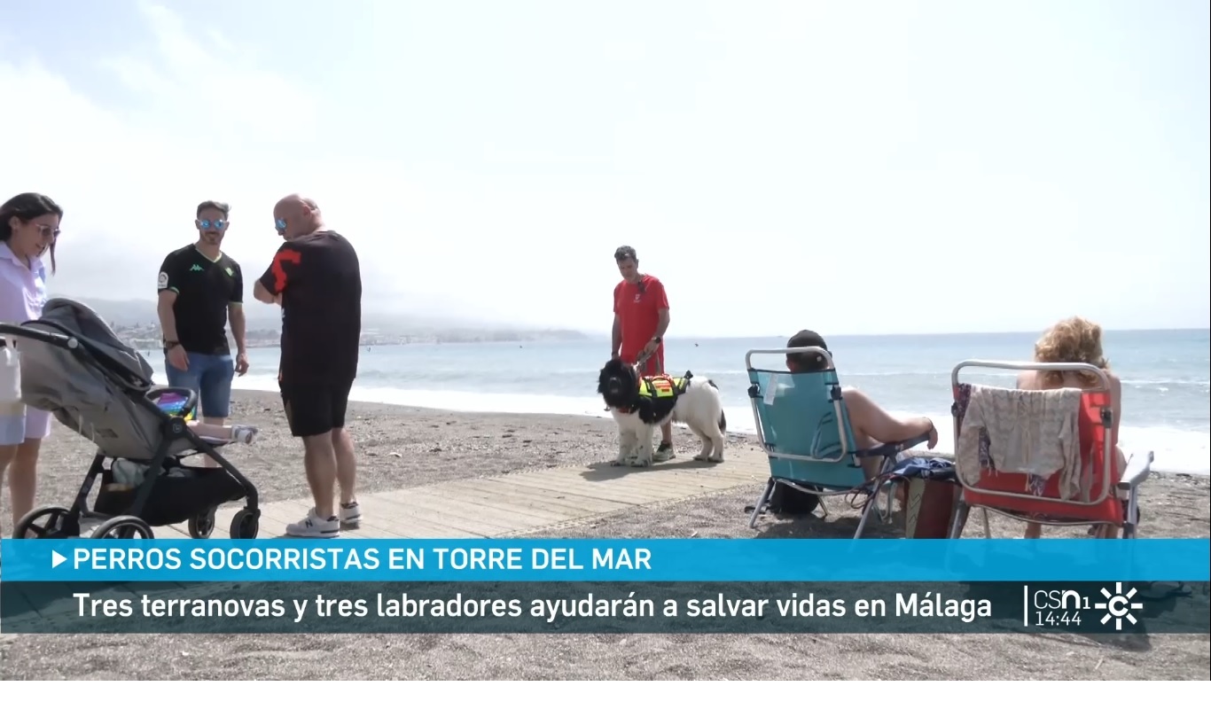 Vídeo: Torre del Mar se convierte en la primera playa de Andalucía con  perros socorristas - AxarquiaPlus