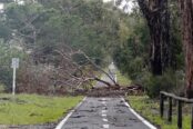 arbol-corte-carretera-112-174x116.jpg