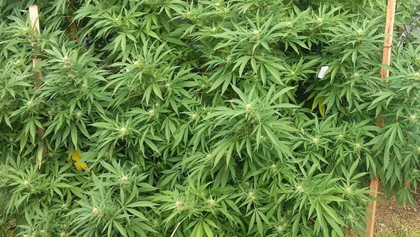 La Policía Nacional desmantela una plantación “indoor” de cannabis